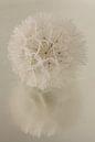 Rustic warm atmosphere: Fluff ball reflects in watery surface by Marjolijn van den Berg thumbnail