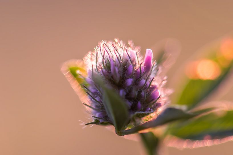 fleur de chardon en lumière dorée par Tania Perneel