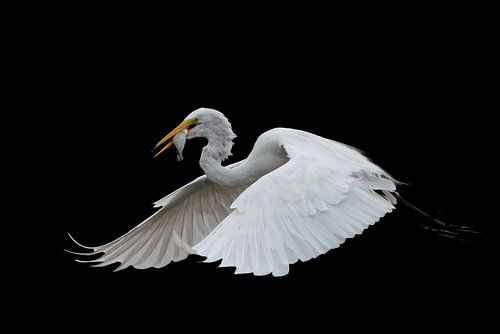 Zilverreiger met Vis in Mato Grosso van Glenn Vlekke