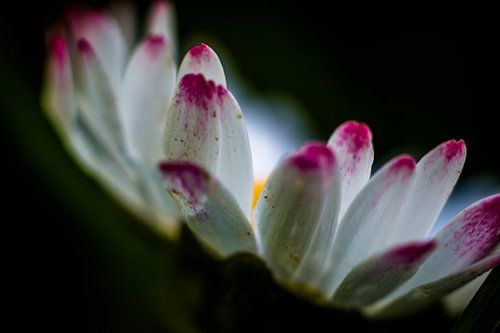 madeliefje van opzij