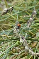Marienkäfer auf einem Grashalm
