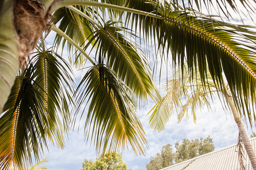 Tropical palm fronds against a blue sky