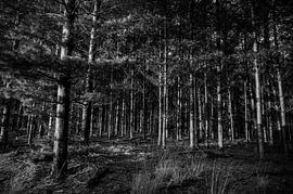 Forêt noire sur Jurgen van Hest