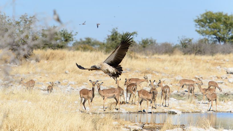 White-backed vulture by Denis Feiner