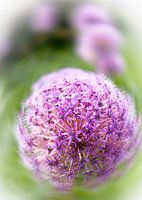 Purple Dots