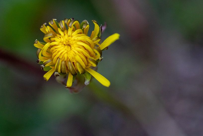 Dandelion by Erwin van Eekhout