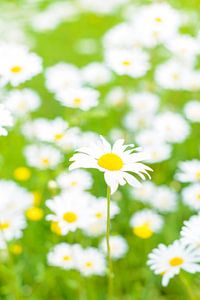 Ochsenaugegänseblümchen (Leucanthemum vulgare) in einer Frühjahrwiese