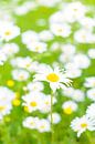 Oxeye daisies in a springtime meadow by Sjoerd van der Wal Photography thumbnail