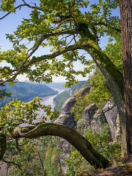 Uitzicht op de Elbevallei bij Bastei - Saksisch Zwitserland (Elbezandsteengebergte) van t.ART