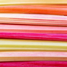 Background with closeup of colorful rainbow chard voices by Hilda Weges