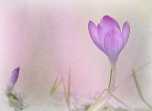 Krokus Stillleben