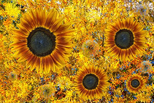 flowerpower zonnebloem