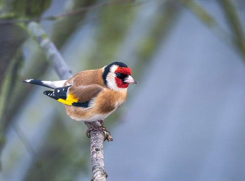 Gros plan sur un chardonneret