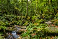 verwunschener Wald