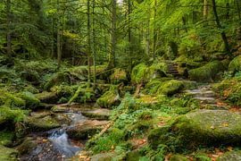 verwunschener Wald von Daniela Beyer