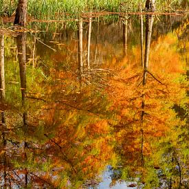 Die Welt im Herbst auf den Kopf gestellt von Helga Blanke