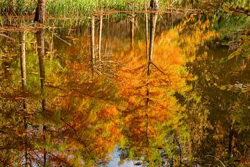 De wereld op z'n kop in de herfst