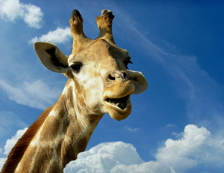 Lustige Giraffe fürs Kinderzimmer van Heike Hultsch