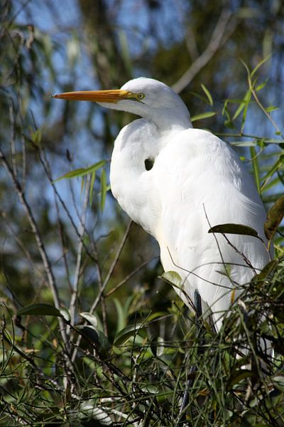 Zilverreiger van Christiane Schulze