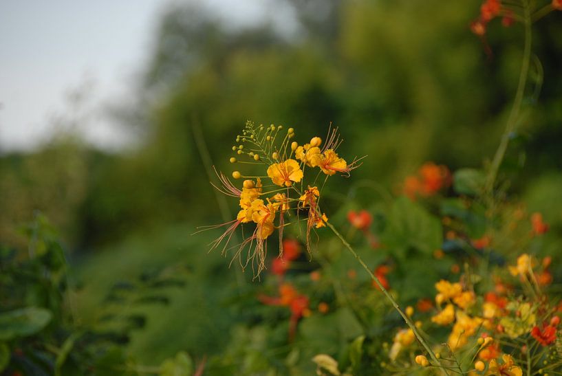 Bloemen von Irene Colen
