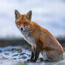 beau jeune renard roux assis dans une forêt enneigée en hiver sur Mario Plechaty Photography