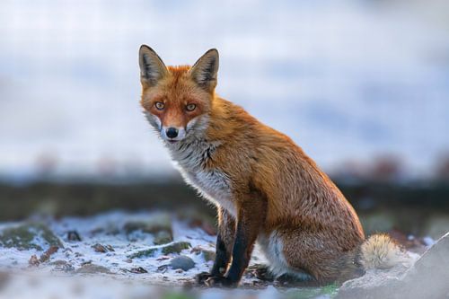 pretty young red fox sitting in a snowy forest in winter by Mario Plechaty Photography