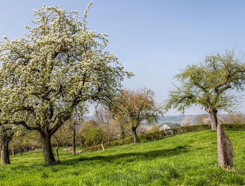 Vallée de la Geul près de Cottessen