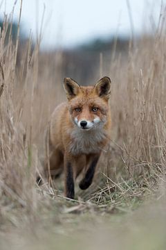 Vos / rode vos ( Vulpes vulpes ) rennend door dicht riet op een vossenpas direct op de Kam van wunderbare Erde