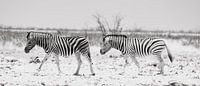 African zebras in Etosha National Park in Namibia, Africa by Patrick Groß thumbnail