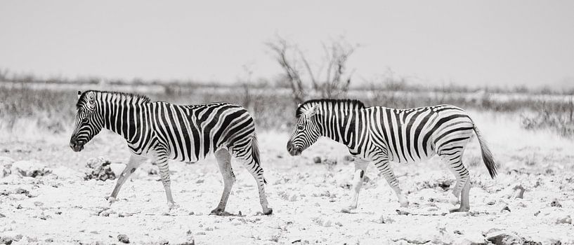 African zebras in Etosha National Park in Namibia, Africa by Patrick Groß