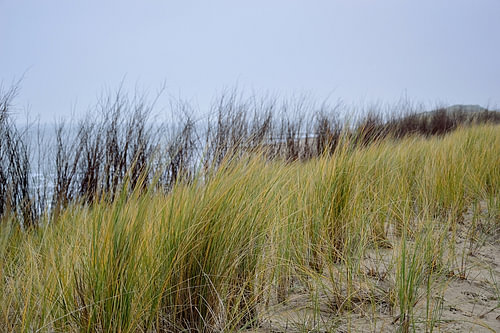 Marram grass