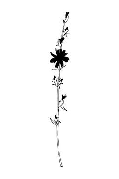 Botanical basics. Black and white drawing of a simple flower. Chicory no. 3 by Dina Dankers