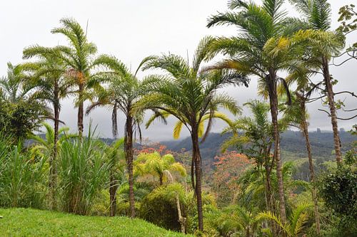 Costa Rica: landscape with palm trees near Turrialba