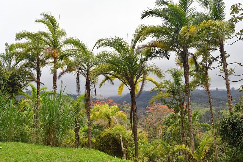 Costa Rica : paysage de palmiers près de Turrialba par Rini Kools