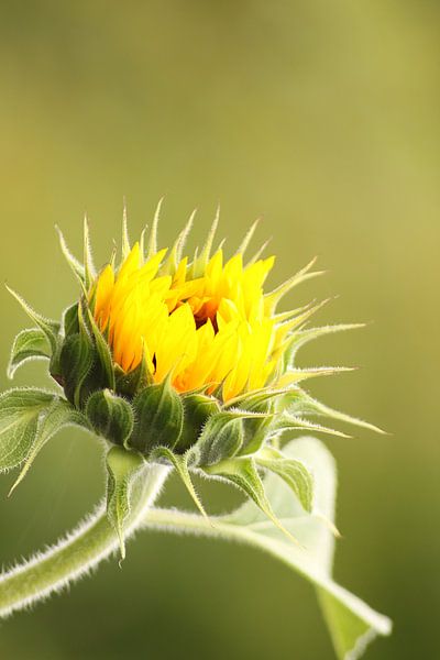 neu geboren by B. L.