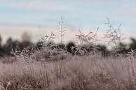 Winter details op de heide van Leusden | Print Art van Mascha Boot thumbnail