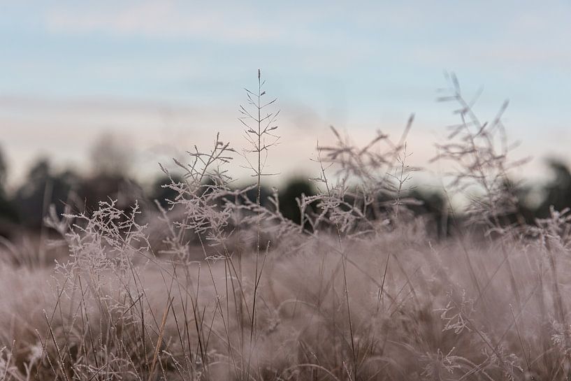 Winter details op de heide van Leusden | Print Art van Mascha Boot