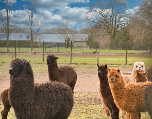 Kudde van bruin en witte alpaca's