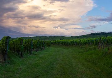 Wijnvelden in de Elzas, Frankrijk tijdens zonsondergang