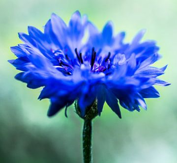 Cornflower von Zsa Zsa Faes