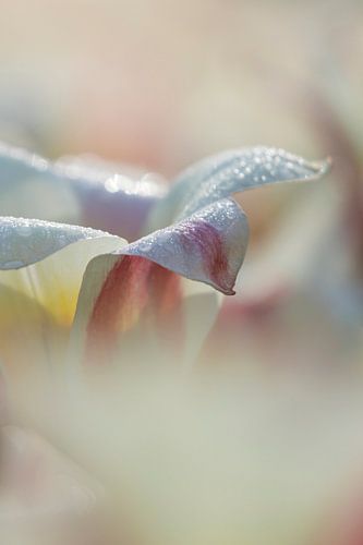 Keukenhof bloemen Roze