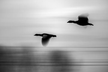 Schwarz/Weiss-Foto von Vögeln mit Geschwindigkeit von bart dirksen