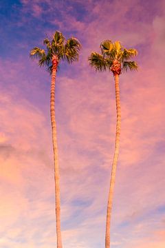 Palm trees sunset by Melanie Viola