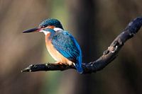 ijsvogel