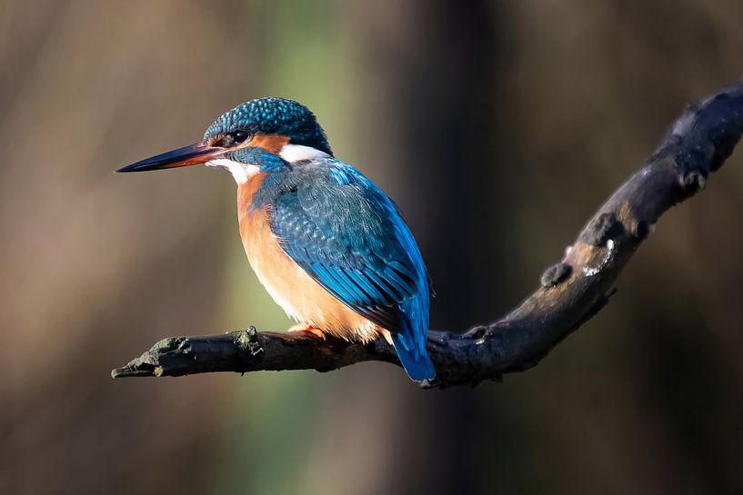 ijsvogel par Rob Jansen