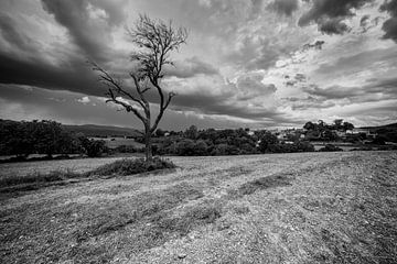 Lonely tree in black and white landscape