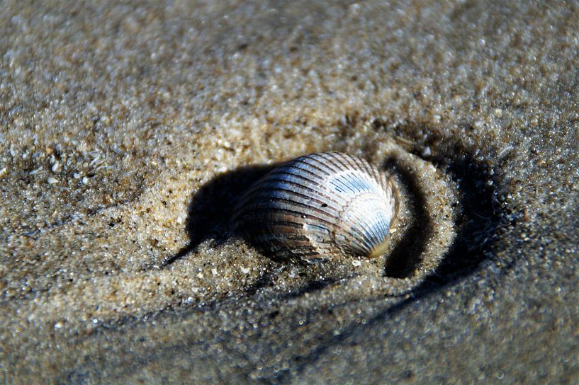Muschel, Strand Terschelling von Maurits Bredius