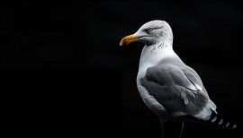 Seagull portrait panorama by TheXclusive Art