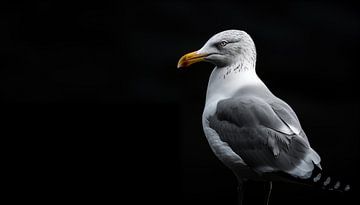 Portrait de mouette panorama sur TheXclusive Art