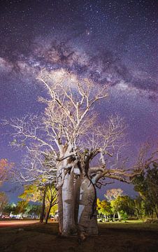 Galaxie Baobab sur Ronne Vinkx